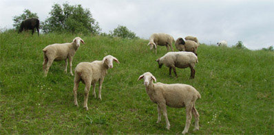 Schafe am Oderdeich